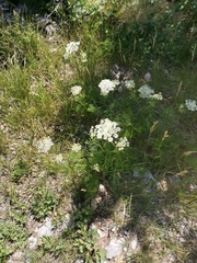 Cnidium silaifolium