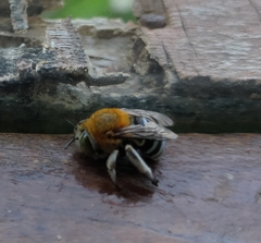 Zonamegilla