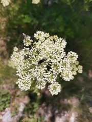 Cnidium silaifolium