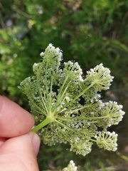 Cnidium silaifolium