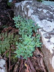 Ozothamnus antennaria