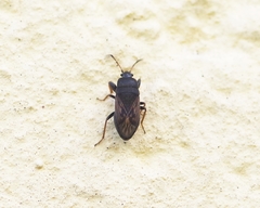 Megalonotus sabulicola