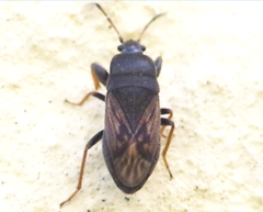 Megalonotus sabulicola