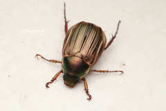 Anomala viridicostata