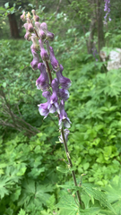 Aconitum leucostomum