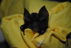 Hipposideros ater