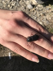 Dorcus parallelipipedus