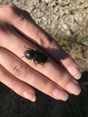 Dorcus parallelipipedus