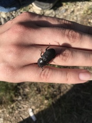 Dorcus parallelipipedus