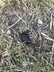 Dorcus parallelipipedus