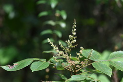 Rhus javanica