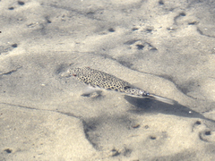 Tetractenos hamiltoni