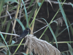 Hirundo rustica