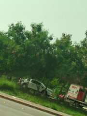 Leucaena leucocephala