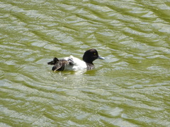 Aythya fuligula