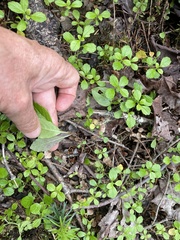 Chimaphila umbellata