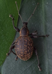 Otiorhynchus armadillo