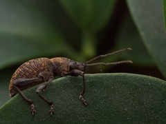 Otiorhynchus armadillo