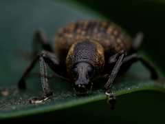 Otiorhynchus armadillo