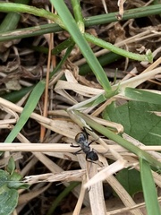 Polyrhachis angusta