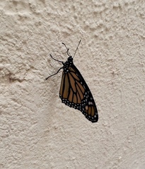 Danaus plexippus