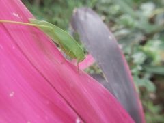 Ruidocollaris truncatolobata