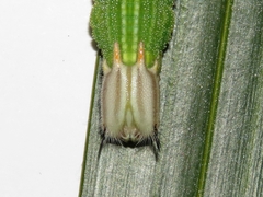 Opsiphanes invirae amplificatus