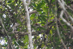 Cicinnurus regius