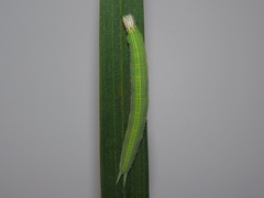 Opsiphanes invirae amplificatus