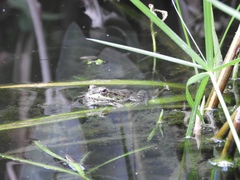 Pelophylax perezi