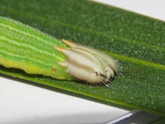 Opsiphanes invirae amplificatus
