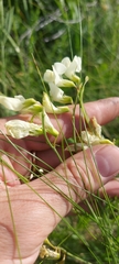 Lathyrus pallescens