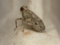 Issus coleoptratus