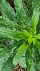 Muscoidea