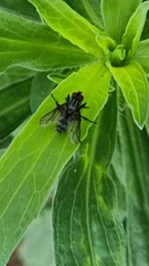 Muscoidea