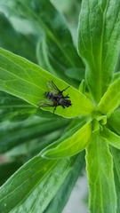 Muscoidea
