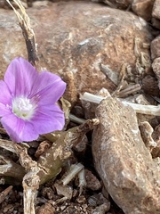 Convolvulus coelesyriacus