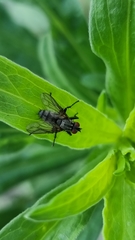 Muscoidea