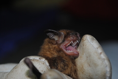 Nyctophilus microtis