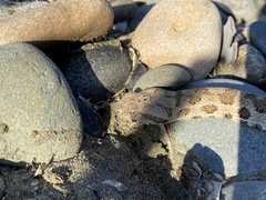 Macrovipera lebetinus