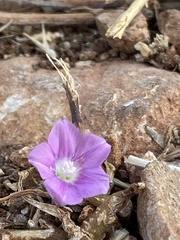 Convolvulus coelesyriacus