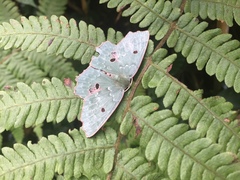 Chlorodontopera taiwana