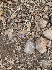 Convolvulus coelesyriacus