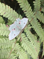 Chlorodontopera taiwana