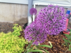 Allium hollandicum