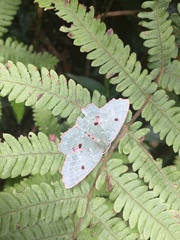 Chlorodontopera taiwana