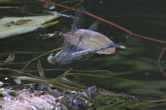 Arigomphus villosipes
