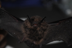 Pipistrellus angulatus