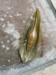 Callorhinchus capensis