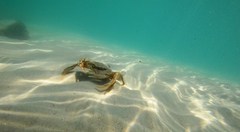 Ovalipes australiensis